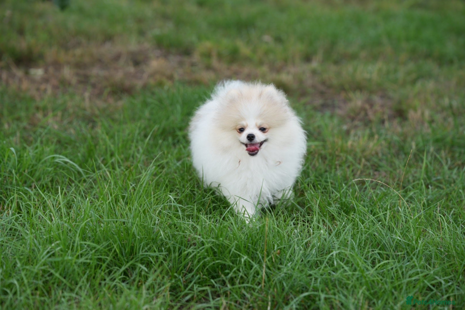 Pomeranian dogs Sweet little pups  - Advert 3