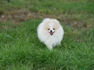 Pomeranian dogs Sweet little pups - Advert 3