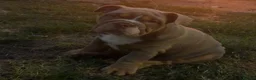 English Bulldog dogs for sale: English Bulldog  - Advert 3