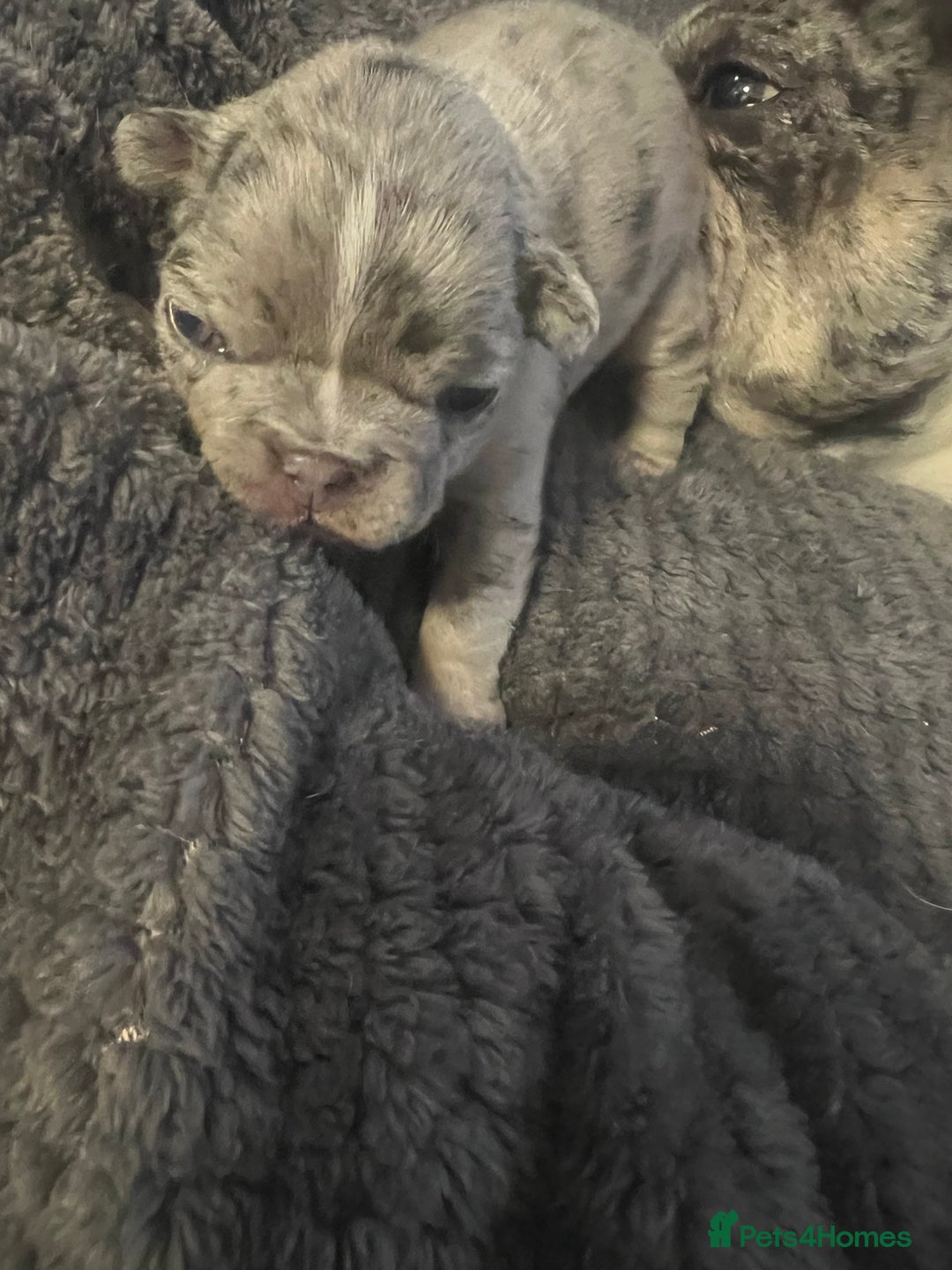 French Bulldog dogs for sale: French bulldog  - Advert 3
