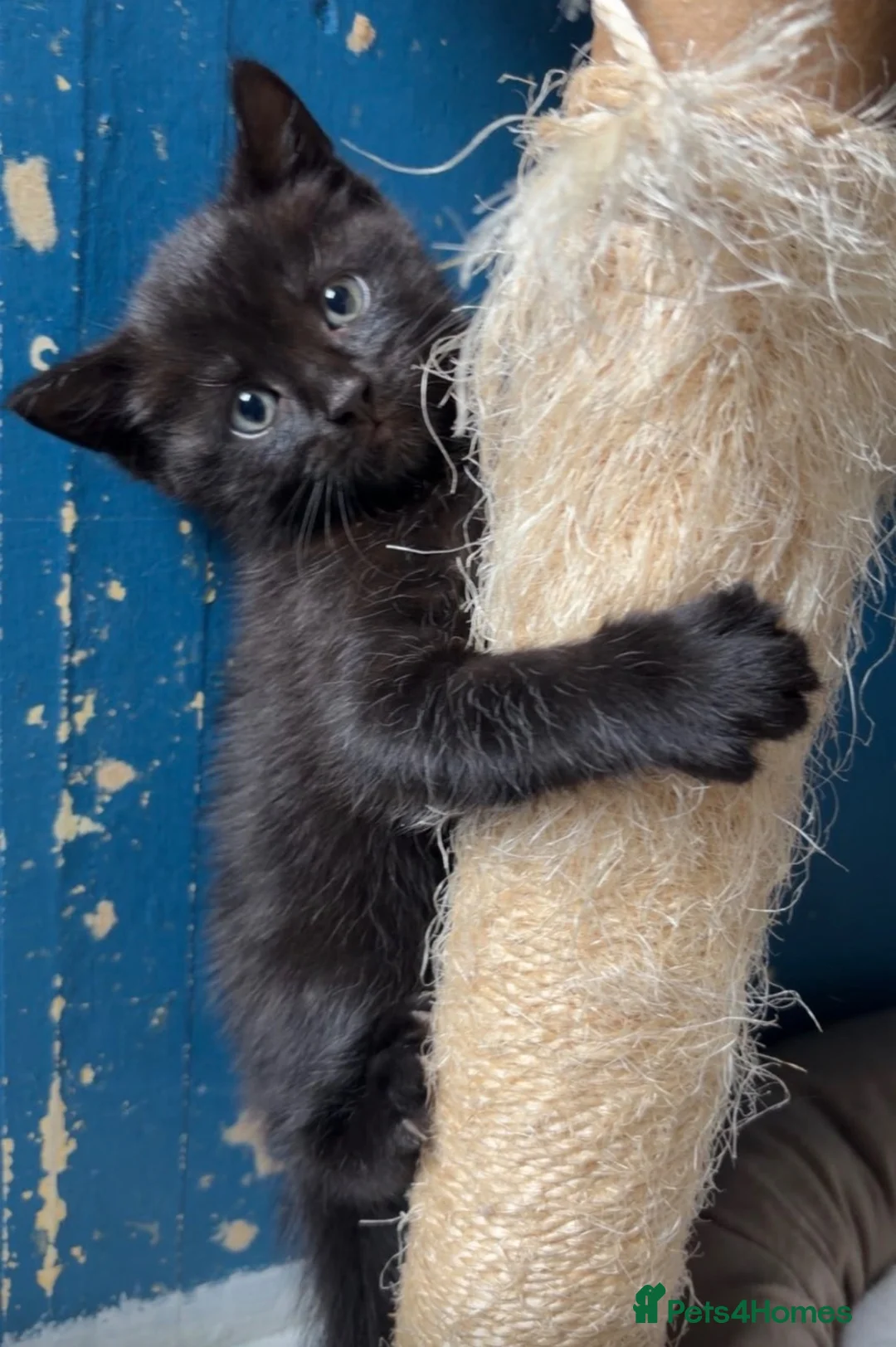 Mixed Breed cats for sale: Two black kittens ready for new home - Advert 2