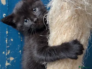 Mixed Breed cats Two black kittens ready for new home - Advert 7