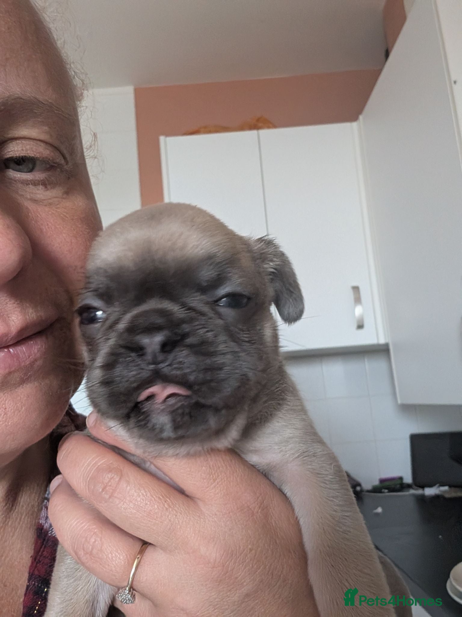 Frug dogs Beautiful litter of frugs(last beautiful boy) - Advert 8