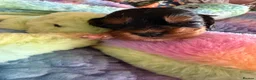 Cockalier dogs for sale: Beautiful, health tested cockalier puppies.  - Advert 39