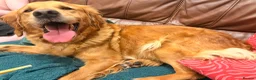 Golden Retriever dogs for sale: Red Golden Retriever kc registered - Advert 4