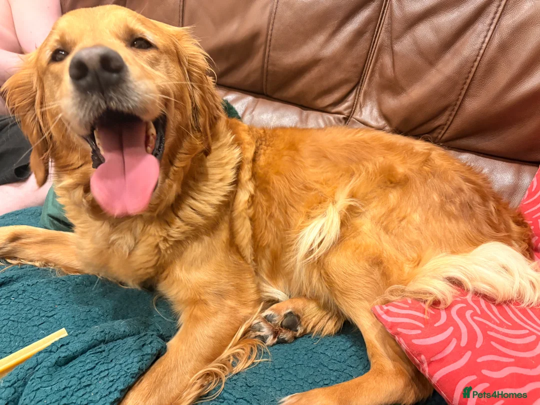 Golden Retriever dogs for sale: Red Golden Retriever kc registered - Advert 4