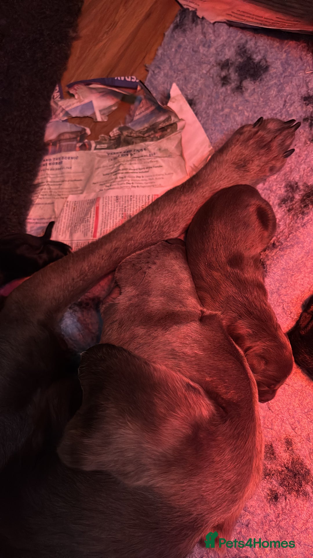 Borador dogs for sale: Gorgeous lab x collie pups. Silver, choc & black - Image 7