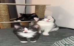 Mixed Breed cats for sale: 1 female kitten for sale  - Image 3