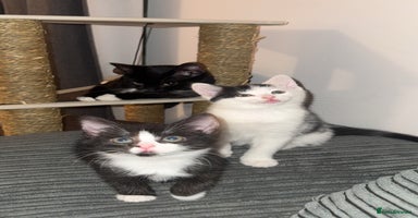 Mixed Breed cats - Advert 1