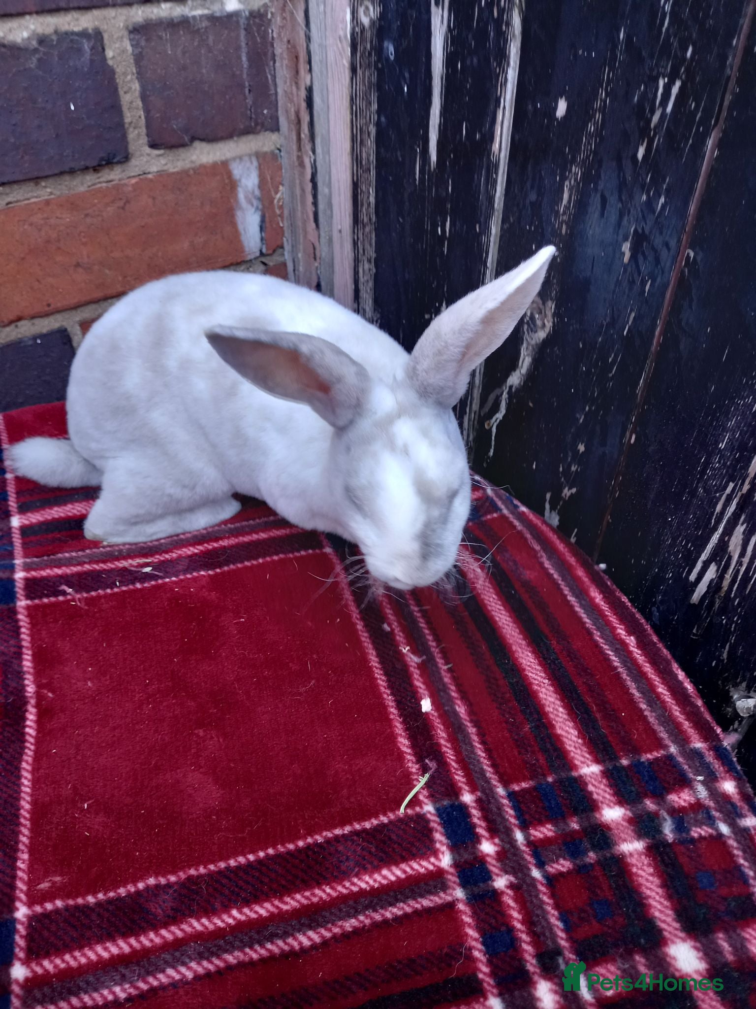 Rex rabbits Beautiful mini rex babies - Advert 2