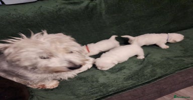 West Highland Terrier dogs Beautiful west highland terrier puppies 🐶  - Advert 1