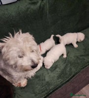 West Highland Terrier dogs Beautiful west highland terrier puppies 🐶 - Advert 2