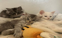 Maine Coon cats for sale: MAINE COON KITTENS SOME POLYDACTYL  - Image 29