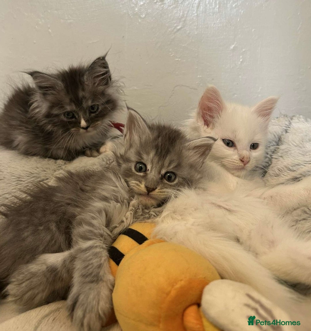 Maine Coon cats for sale: MAINE COON KITTENS SOME POLYDACTYL  - Image 29