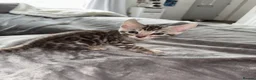 Bengal cats for sale: Gorgeous Bengal kittens  in Cambridge - Advert 4