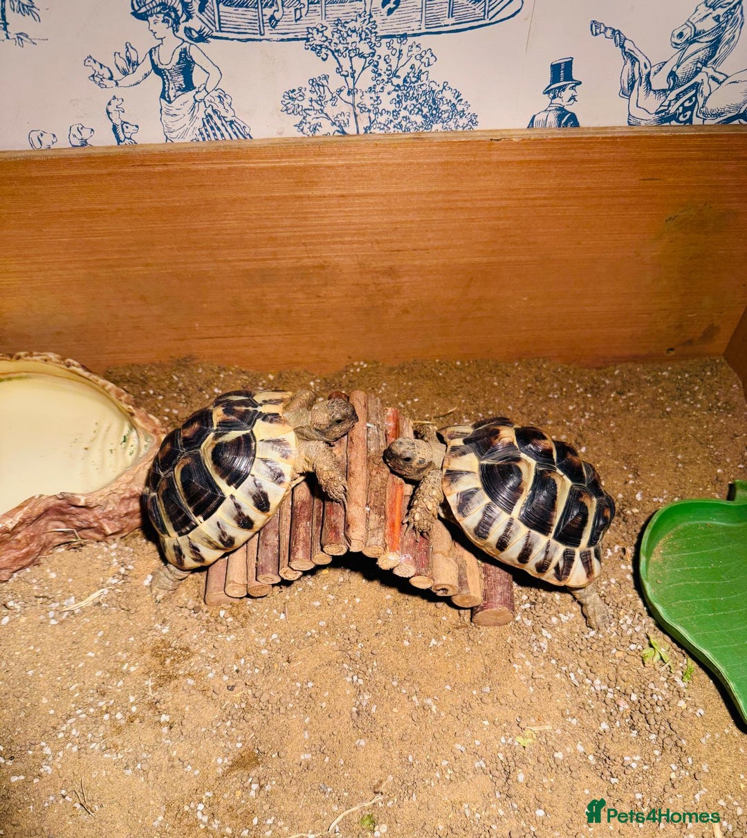 Hermann Tortoise reptiles for sale: 2 Herman Tortoises for sale  - Advert 3