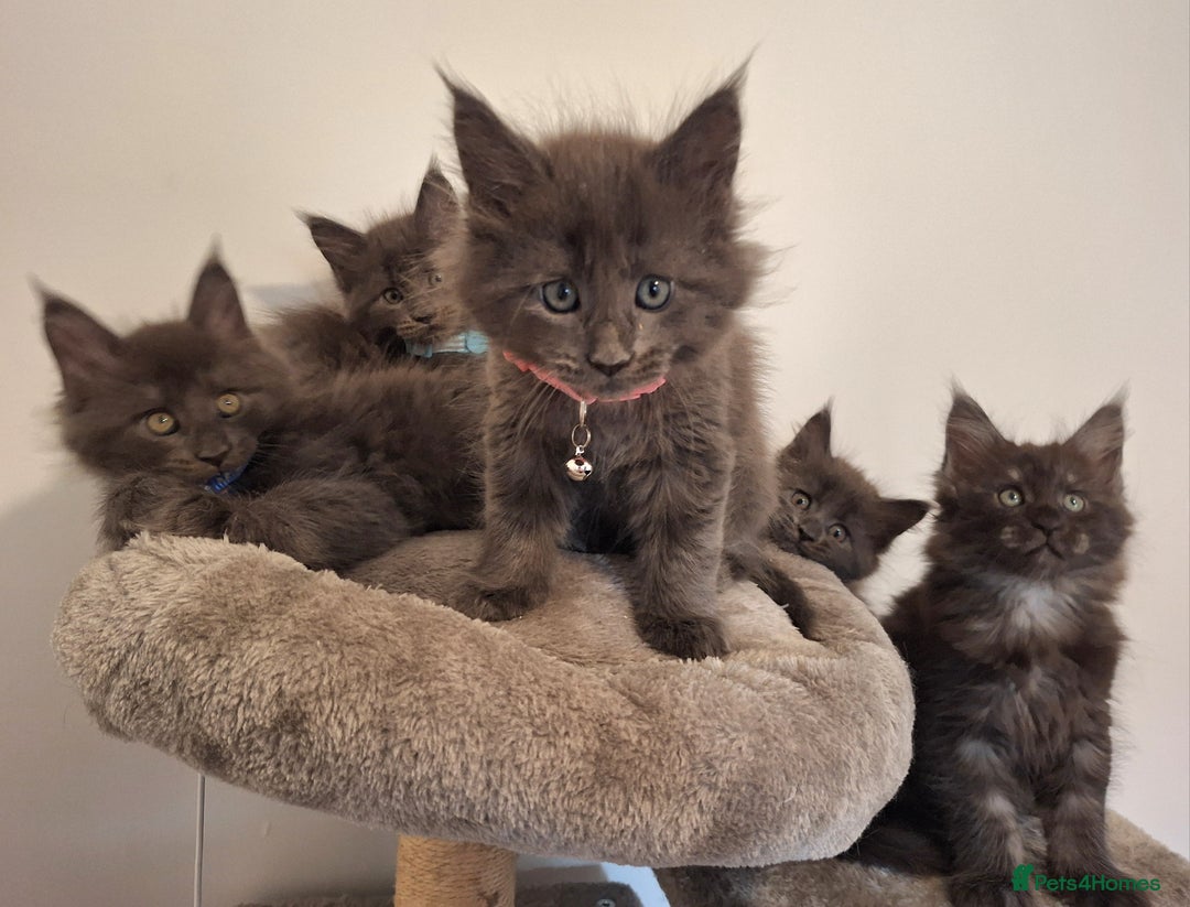 Maine Coon cats for sale: Maine Coon Kitten - Girl remaining in Chichester - Image 3