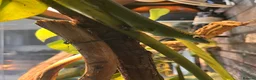 Skink reptiles for sale: Emerald tree skinks - Advert 1