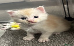 Maine Coon cats for sale: Beautiful RARE coloured Maine Coons - Image 34