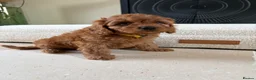 Cavapoo dogs for sale: DNA tested Dark red F1 cavapoo pups  - Advert 6