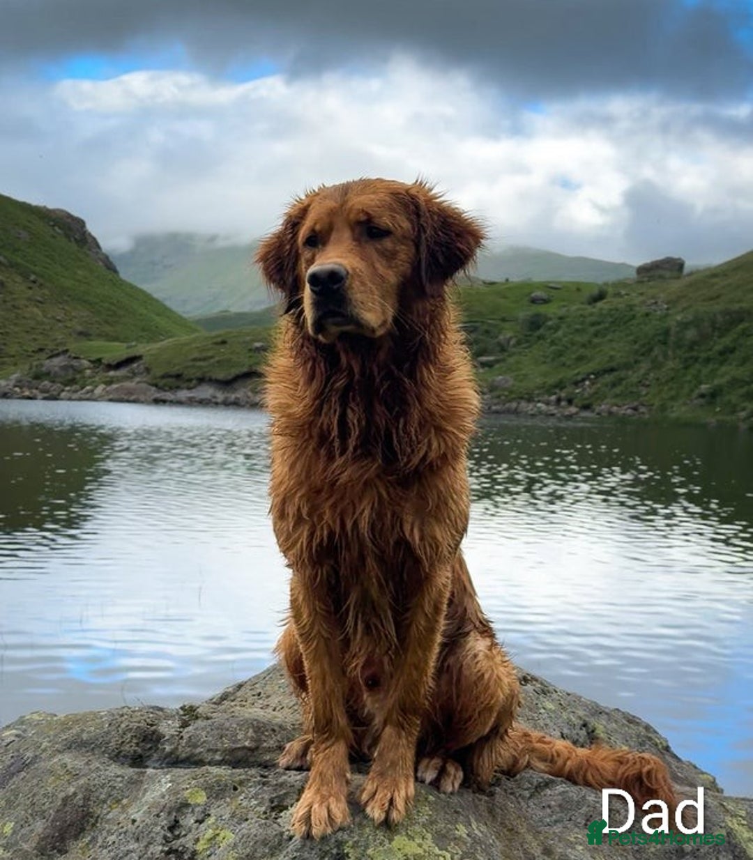 Golden Retriever dogs for sale: Golden retriever puppies arriving in 3,5 weeks! - Advert 2