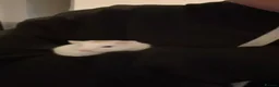 Hamster rodents for sale: 10 Month old Roborovski Dwarf Hamster  - Advert 14