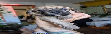 Mixed Breed 1