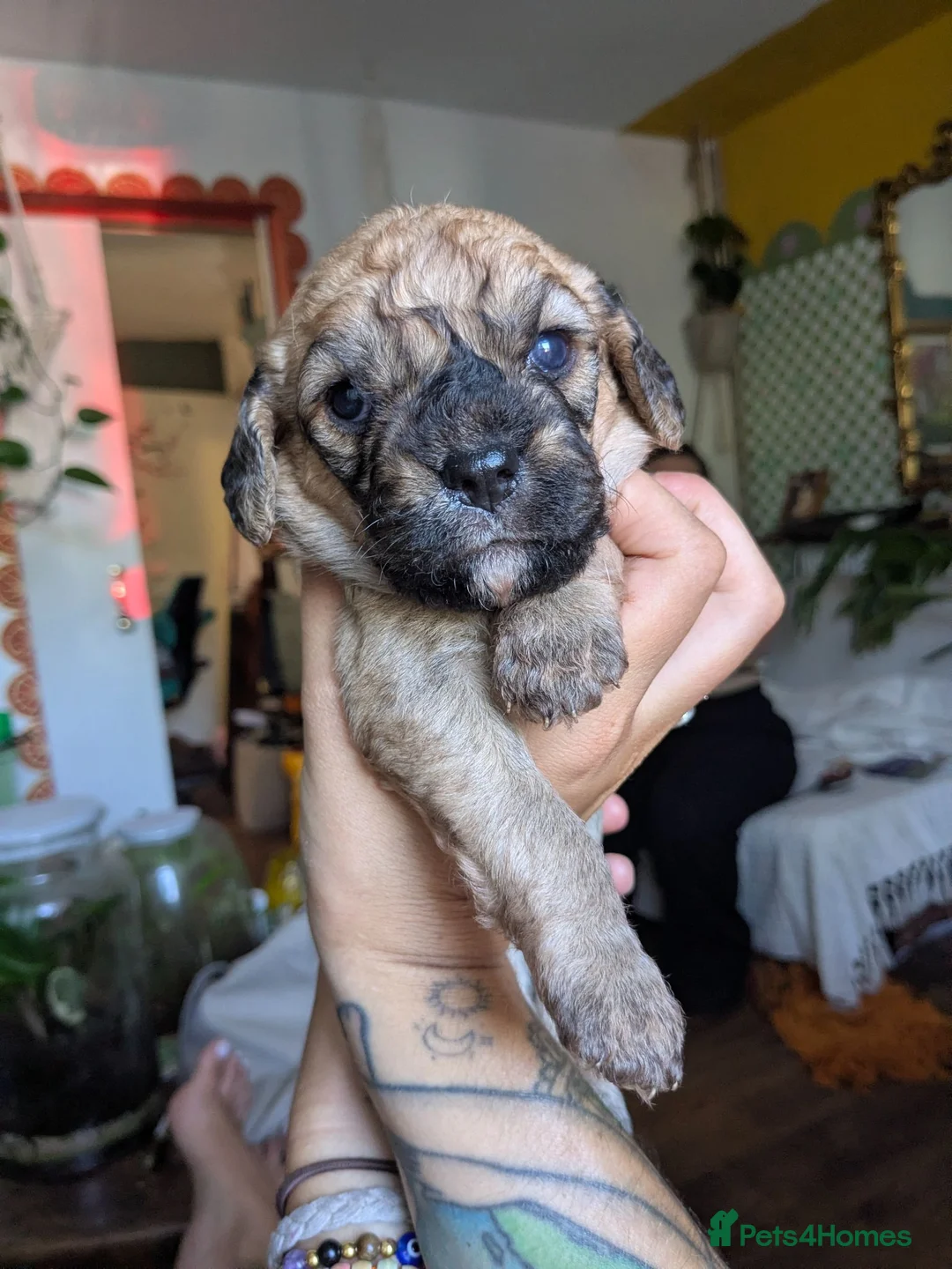 Mixed Breed dogs for sale: Two Beautiful Pups available, boy and girl - Advert 8
