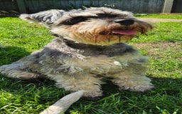 Schnoodle dogs for sale: 2 beautiful schnoodles  - Image 22