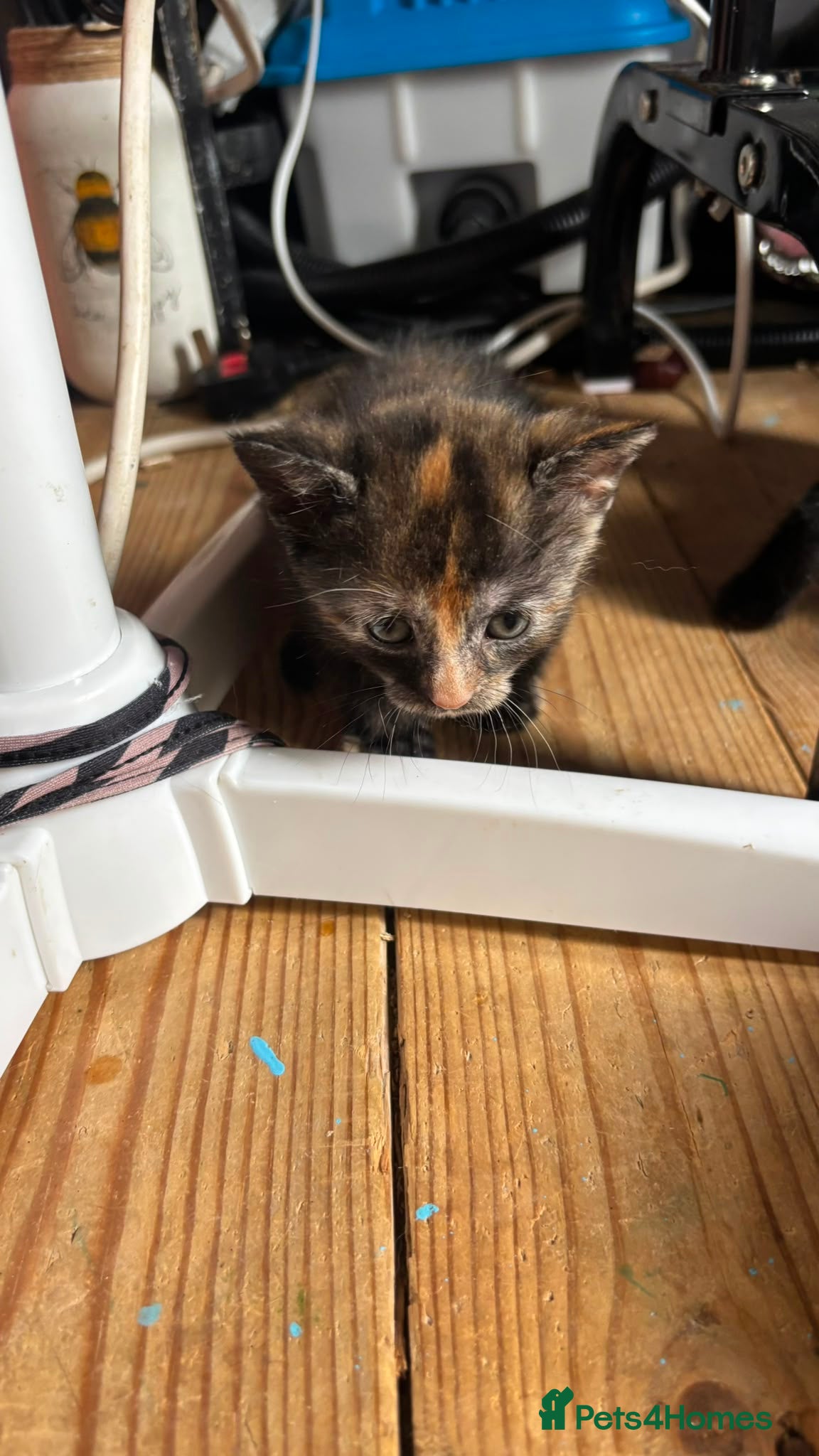 British Shorthair Kitten 3