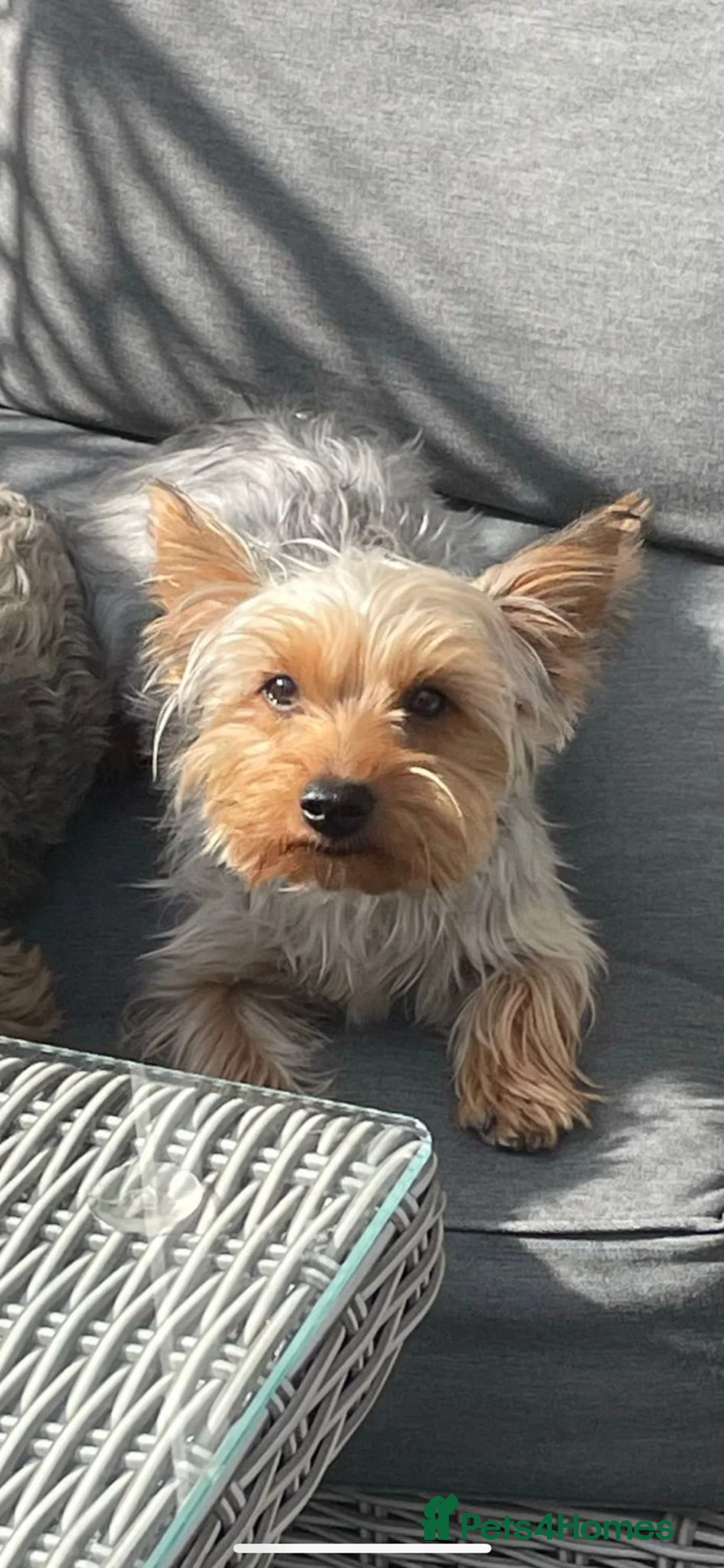 Yorkshire Terrier dogs for sale: Yorkshire terrier boy for sale  - Advert 1