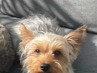 Yorkshire Terrier dogs Yorkshire terrier boy for sale - Advert 2