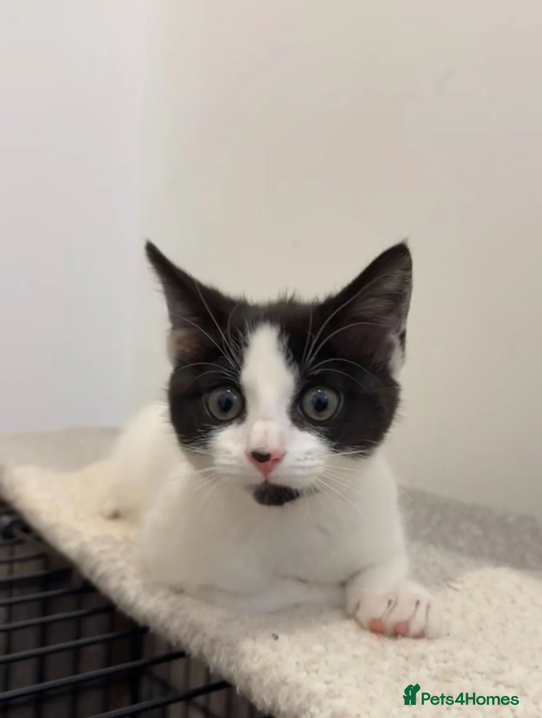 Mixed Breed cats for sale: FREE TO LOVING HOME STUNNING CAT - Advert 1