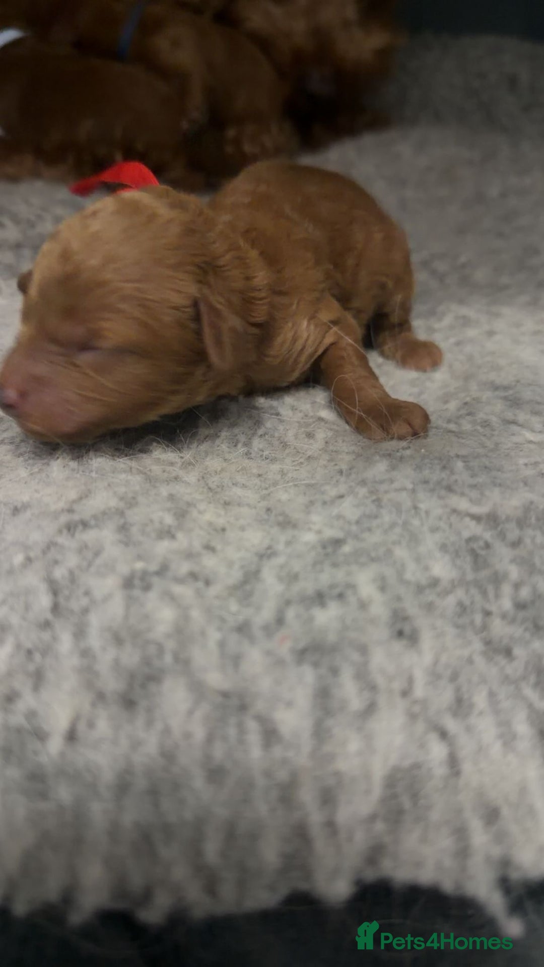 Toy Poodle dogs for sale: Tiny deep red toy poodle, kc dna health clear   - Advert 3