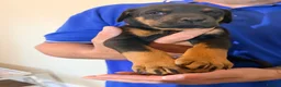 Dobermann dogs for sale: Dobermann puppies available - loving homes wanted  - Advert 3
