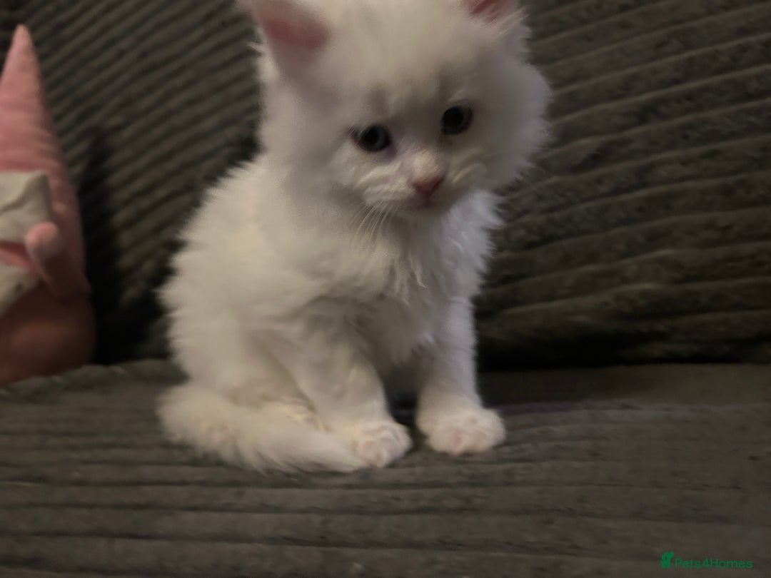 Maine Coon cats for sale: Maine Coons Kittens  - Advert 8
