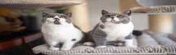 British Shorthair cats for sale: GCCF and TICA Registered -Show Quality BSH. - Advert 22