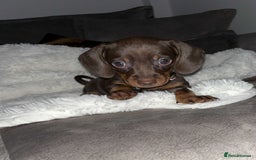 Dachshund dogs for sale: Beautiful litter of dachshund puppies … ONE  LEFT  - Image 16