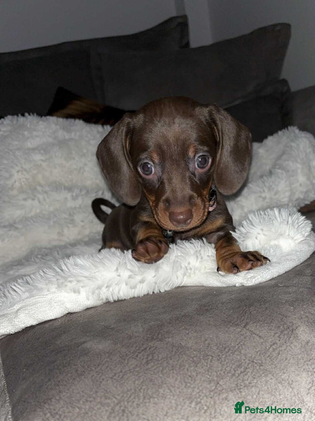Dachshund dogs for sale: Beautiful litter of dachshund puppies … ONE  LEFT  - Image 16