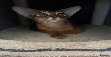 Abyssinian cats in Northwood - Advert 4