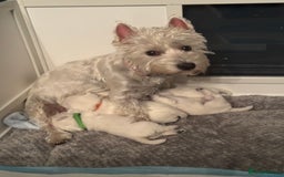 West Highland Terrier dogs for sale: Beautiful litter of west highland terriers  - Image 11