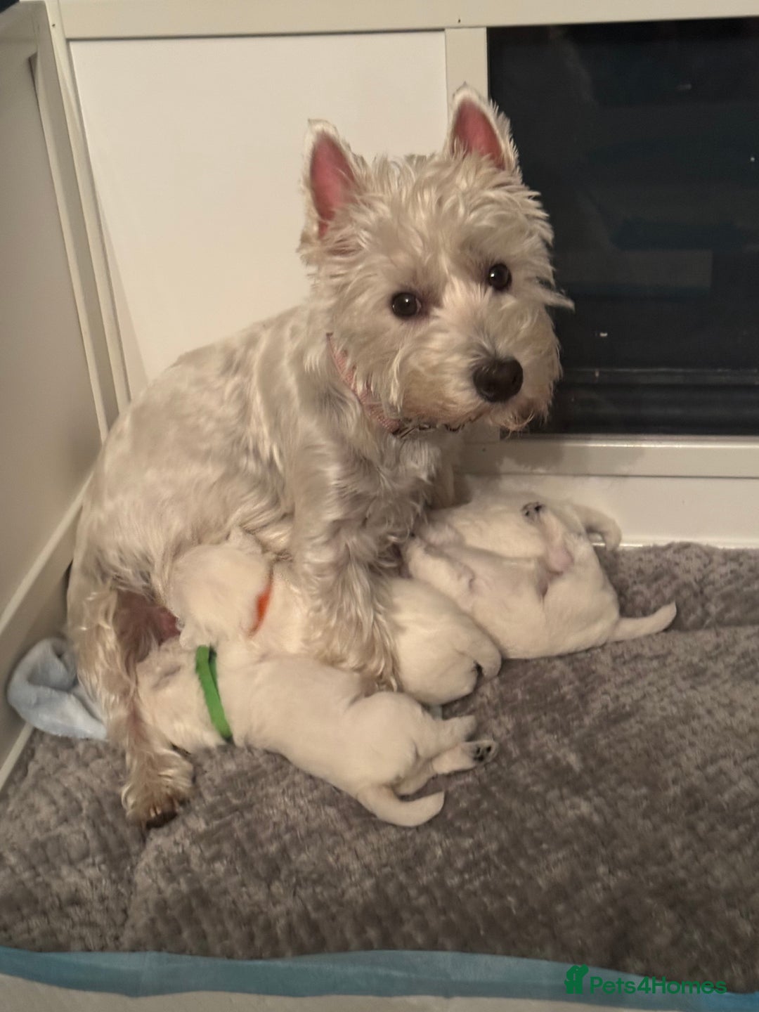 West Highland Terrier dogs for sale: Beautiful litter of west highland terriers  - Image 11