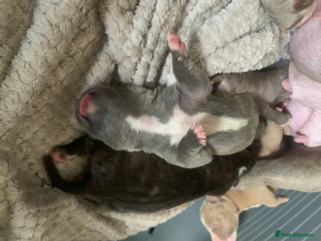 Mixed Breed dogs for sale: Staffies X pocket bully’s  - Image 3
