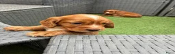 Cocker Spaniel dogs for sale: Red KC cocker spaniel puppies  - Advert 10