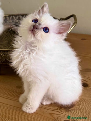 Birman cats - Advert 2