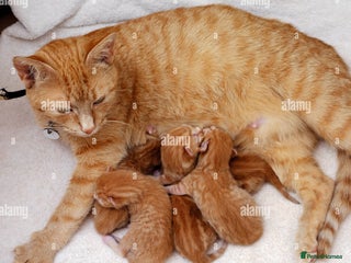 Domestic Shorthair cats - Advert 1