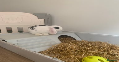 Dwarf Lop rabbits - Advert 6