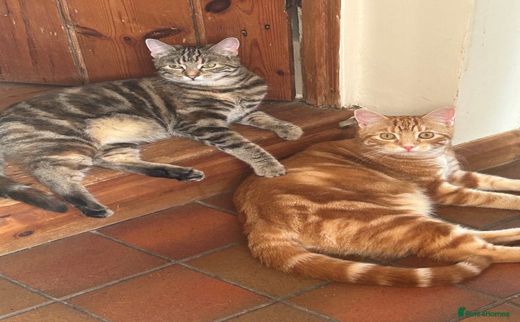 Domestic Shorthair cats - Advert 1