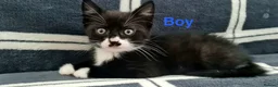 Mixed Breed cats for sale: 6 Beautiful Kittens  - Advert 4