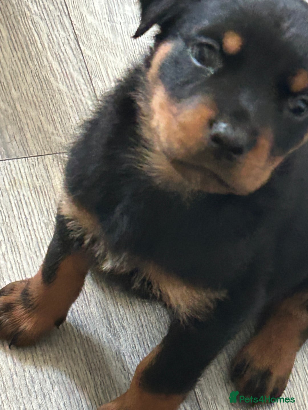 Rottweiler dogs for sale: Rotwellier puppies READY NOW  - Advert 8